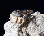 Phacodus punctatus (DIXON 1850) - Bild © FossNet FossilienStore